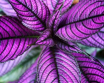 Persian Shield Live Plant - Strobilanthes - Inside/Out - 2&quot; Pot