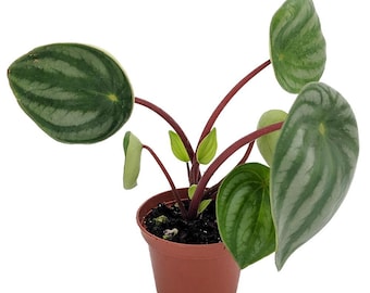 Watermelon Peperomia 2" Pot
