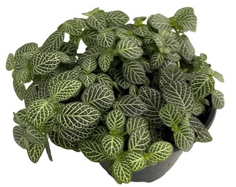 White Vein Nerve Plant - Fittonia verschaffeltii - 4" Pot