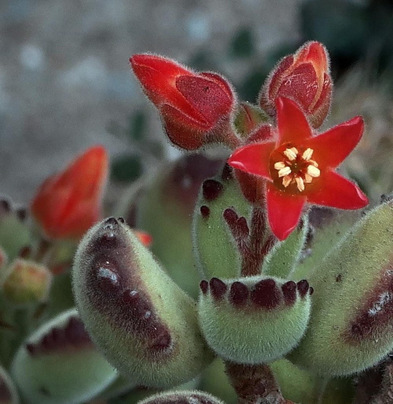 care for bear paw succulent care for bear paw succulent