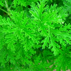 Van Leenii Citronella Mosquito Plant - Pelargonium - 2.5" Pot
