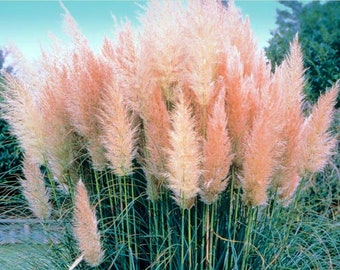 4 Pink Pampas Grass Plants - Cortaderia selloana rosea - 2.5" Pot