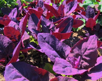 Orach Purple Passion Spinach 100 Seeds