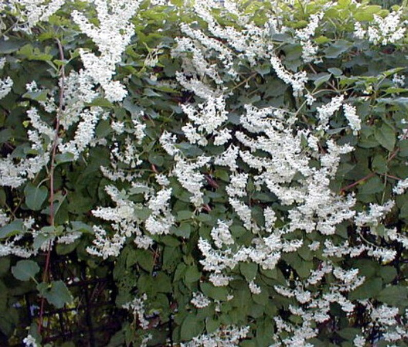 Silver Lace Vine Plant Polygonum aubertii 2.5 Pot Etsy