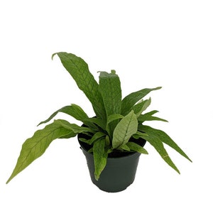 Rare Crocodile/Snakeskin Fern Plant Great House Plant 4 Pot image 2