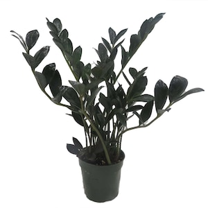 Rare Dwarf Black ZZ Plant - Zamioculcas Zamicro - 4" Pot - Houseplant