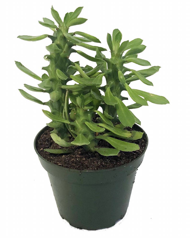 4 Pot Easy to grow! Creeping Cactus Euphorbia guentheri
