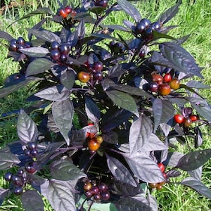 Black Pearl Hot Pepper Plant - Ornamental/Edible - Hottest Pearl Pepper-2.5" Pot