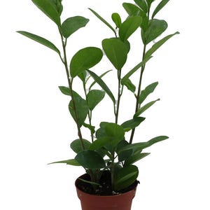 Moclame Ficus microcarpa - House Plant - 4" Pot