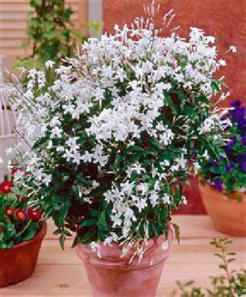 Poet's Jasmine Jasminum officinale grandiflorum Very Etsy