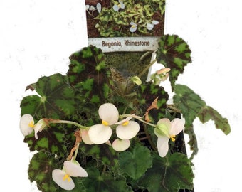 Rhinestone Begonia Plant - 2.5" Pot - Terrarium/Fairy Garden/House Plant