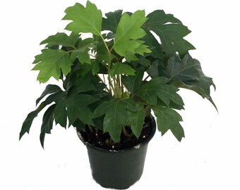 Oak Leaf Grape Ivy Plant - Cissus rhombifolia - 4" Pot