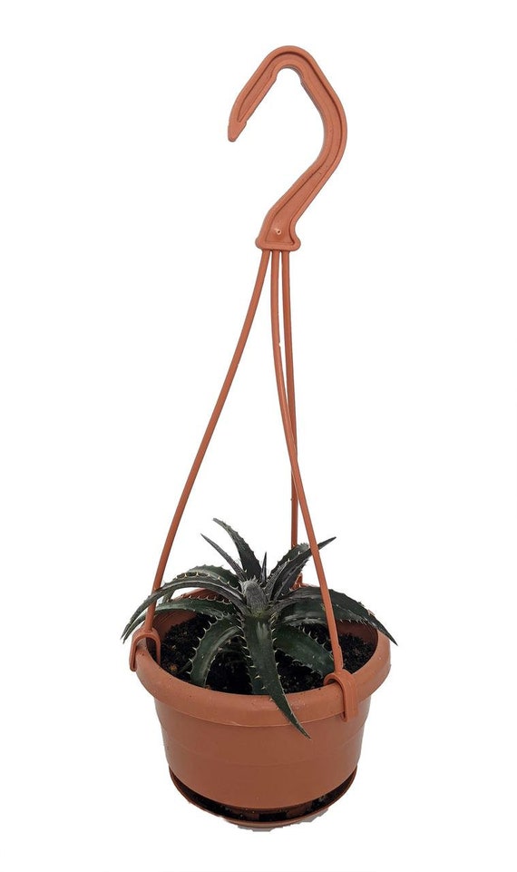 4 Mini Hanging Basket Grape Jelly Sawblade Dyckia Plant Succulent Bromeliad 4 Mini Hanging Basket Grape Jelly Sawblade Dyckia Plant Succulent Bromeliad