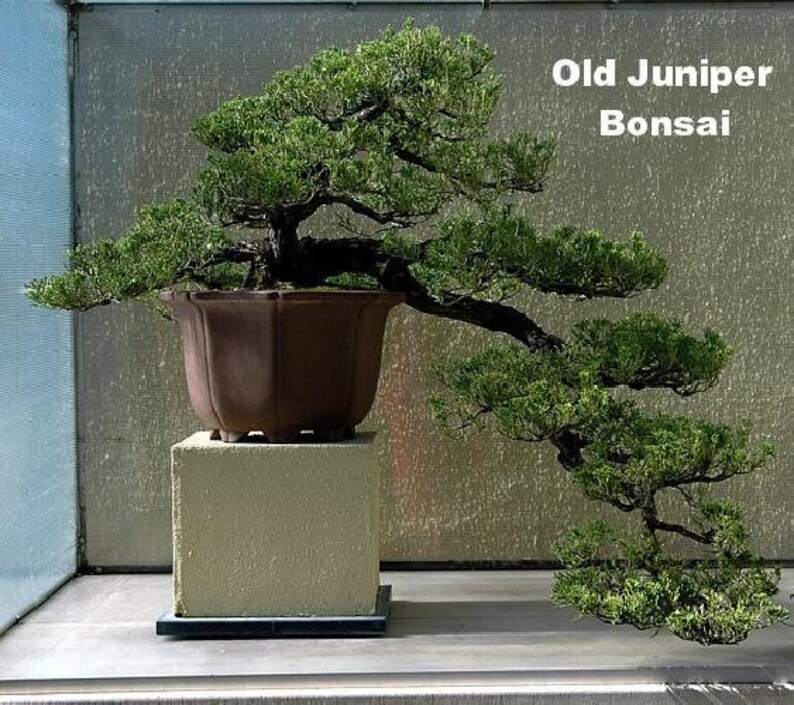 Japanese Juniper Bonsai Tree 4 Pot Juniperus Etsy