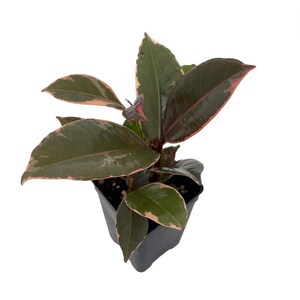 Hirt's Strawberry & Cream Ruby Rubber Tree Plant - Ficus - 2.5" Pot