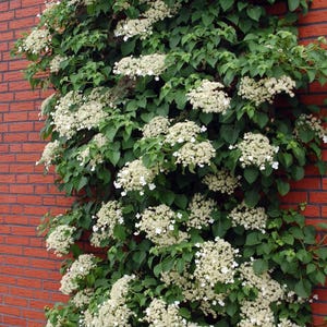 Bonsai solingen - Etsy.de