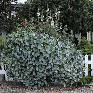 Kintzley's Ghost® Grape Honeysuckle - Proven Winner - Lonicera - 4"  Pot