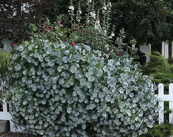 Kintzley's Ghost® Grape Honeysuckle - Proven Winner - Lonicera - 4"  Pot