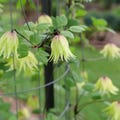 Funyella Clematis - 4" pot - Proven Winners