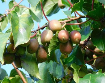 Hirt's Hardy Anna Kiwi Plant - Actinidia - FEMALE - Tasty! - 2.5" Pot