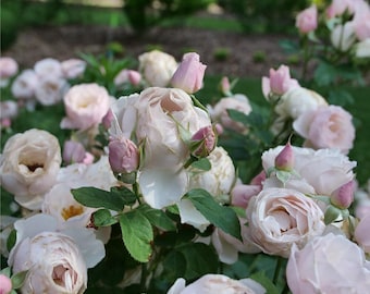 Princess Sakura. 樱花公主 Japanese Rose.continue Blooming. Disease