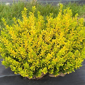 Glow Pop Japanese Holly- Ilex Crenata - 4" Pot - Proven Winners