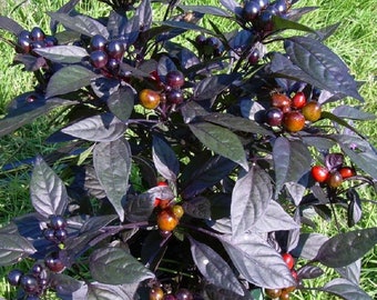 Black Pearl Hot Pepper Plant - Ornamental/Edible - Hottest Pearl Pepper-2.5" Pot