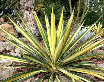 May include: A variegated yucca plant featuring long, pointed, sword-shaped leaves with bright yellow centers and dark green margins. The foliage displays thin, curly white filaments along the edges of the leaves, radiating outward from a central point.