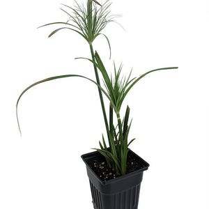Dwarf Egyptian Papyrus Plant - Cyperus - Live Plant - 2.5" Pot