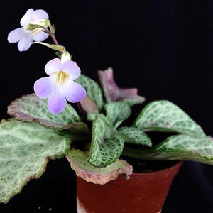 Xuan&#39;s Party Dress Asian Violet - Primulina - 2.5&quot; Pot - House Plant/Terrarium
