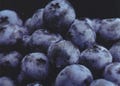 Toro Blueberry Plant - Huge Berries - Early - Self Fertile - 2.5" Pot - No Shipping to Washington State or Oregon