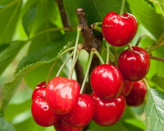 Joy Bush Cherry Plant - 3.25" Pot - Red Cherry Fruit in Late Summer