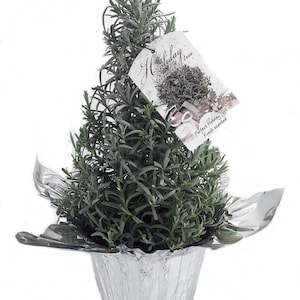 Holiday Lavender Herb Tree - 6" Pot with Decorative Cover and Gift Tag