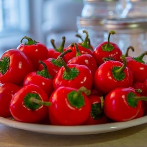 Hot Cherry Pepper Plant - 2.5" Pot - Medium