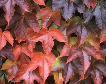 Boston Ivy Plant - Parthenocissus ticuspidata Veitchii - 2.5" Pot