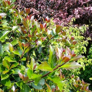 Castle Rouge Blue Holly - Ilex  - 4" Pot - Proven Winners