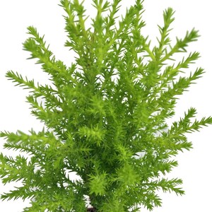 Lemon Scented Goldcrest Cypress Tree - Indoors/Out/FairyGarden - 2.5" Pot image 2