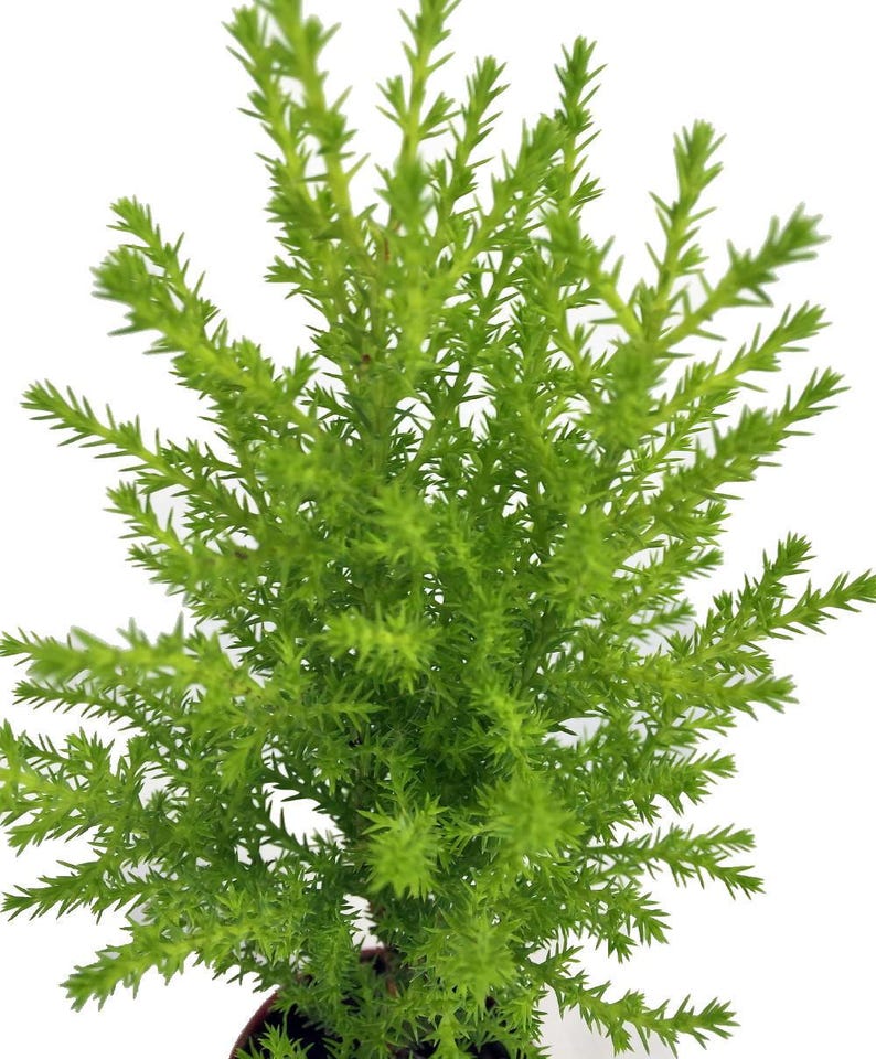 Lemon Scented Goldcrest Cypress Tree - Indoors/Out/FairyGarden - 2.5" Pot image 2