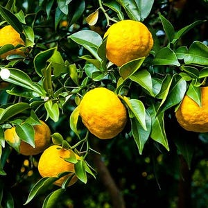 Rare Yuzu Citrus Tree - Indoors/Out -  No Ship to Tx,Fl,Az,Ca,La,Hi - 5" Pot