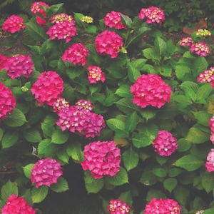 Glowing Embers Hydrangea macrophylla - Excellent Bloomer - Quart Pot