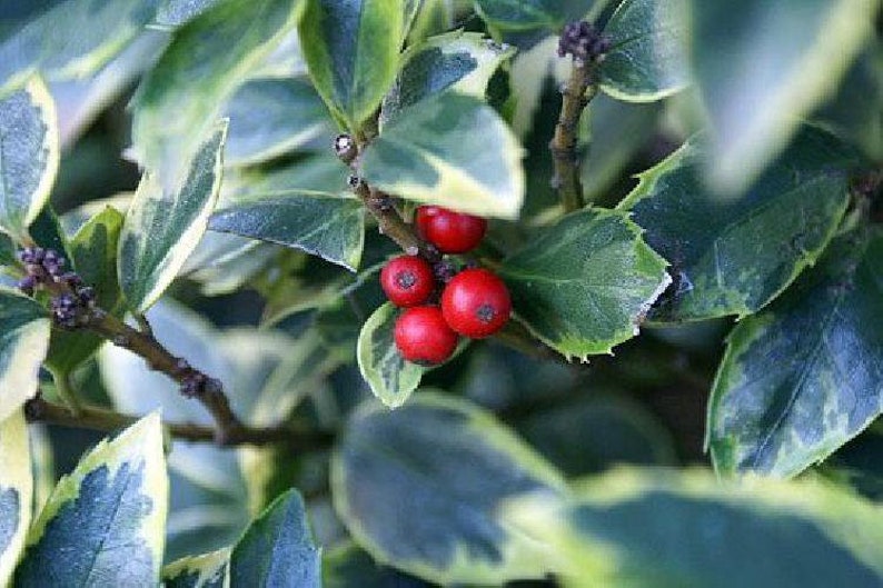 Blue Prince Holly Ilex Hardy Broadleaf Evergreen 4 Etsy