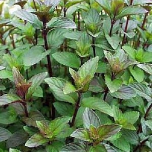 Chocolate Mint - Grow Indoors or Out - Live Plant - 3" Pot