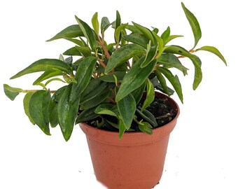 Canoe Bush Peperomia Plant - 2.5" Pot - Easy to Grow!