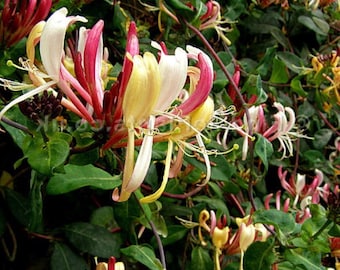 Serotina Belgica Honeysuckle Vine - Late Dutch - Lonicera - 2.5" Pot - Fragrant
