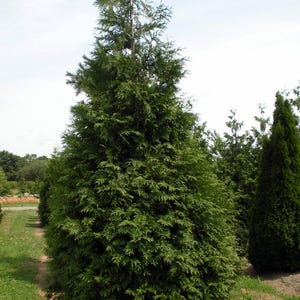 May include: A tall, green evergreen tree with dense foliage, standing prominently in a grassy area. The tree has a conical shape, with a pointed top and a full, textured appearance. Other similar trees are visible in the background under a bright sky.