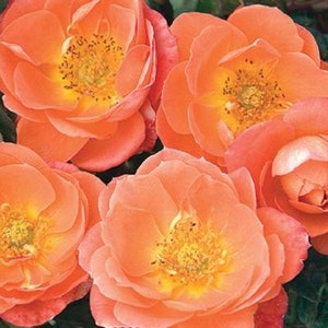 amber sunblaze rose