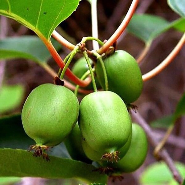 Issai Kiwi Vine - Hardy - Self Fruitful Female Variety - Easy to Grow - 2.5" Pot