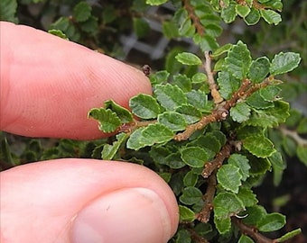 Seiju Dwarf Chinese Elm - Ulmus parvifolia - 2.5" Pot - Fairy Garden/Bonsai