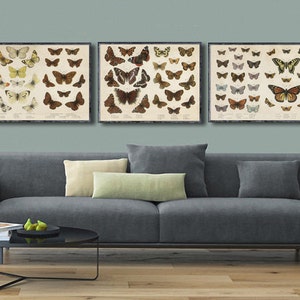 1880s British Butterflies reprint Set of 3 - butterfly/nature plate reprint  - four sizes up to 28x22 (each piece) - sold unframed