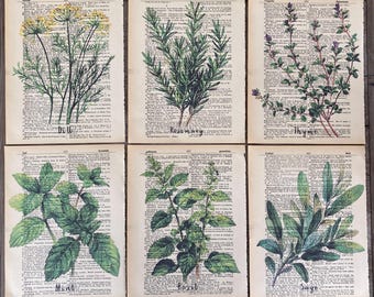 May include: Six vintage book pages with illustrations of different herbs. The pages are printed with black text and feature hand-drawn illustrations of dill, rosemary, thyme, mint, basil, and sage.